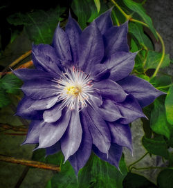 Close-up of purple flower blooming outdoors