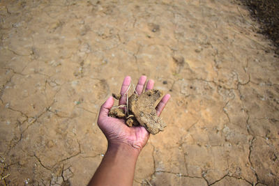 Cropped hand of woman holding seashell