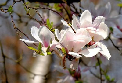Close-up of white cherry blossom tree