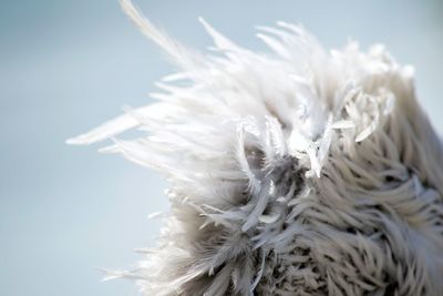 Close-up of white flower