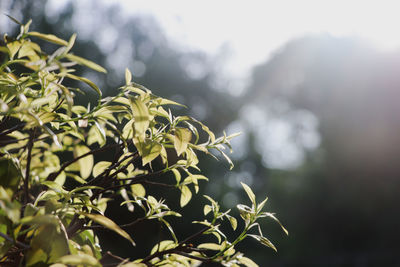 Close-up of fresh green plant against sky