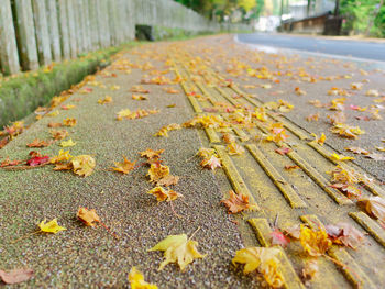 Close-up of autumn leaves