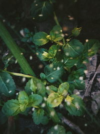 High angle view of plants growing on field