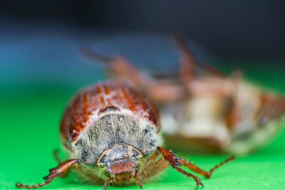 Close-up of spider