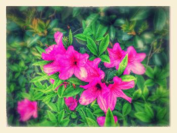 Close-up of pink flower