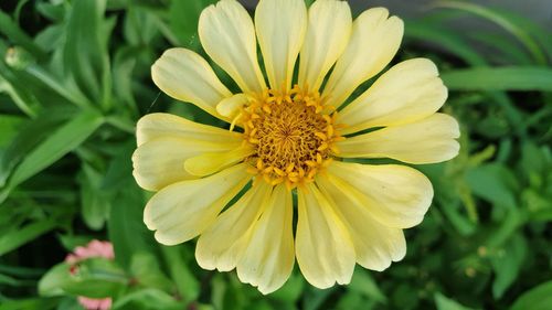 Close-up of yellow flower