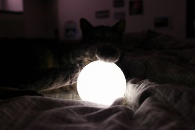 Close-up of cat on bed