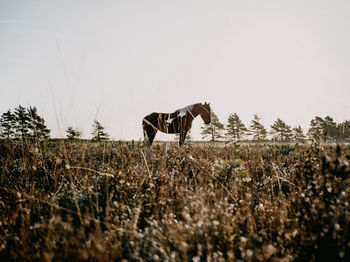 Horse standing on field against clear sky