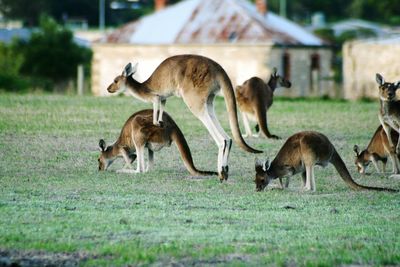 Kangaroos on field