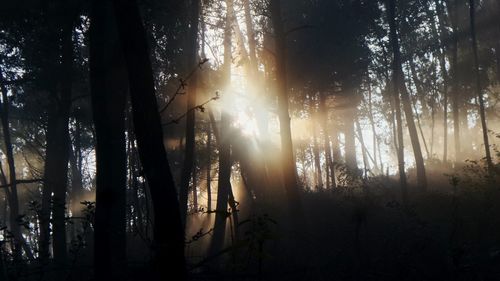 Sun shining through trees