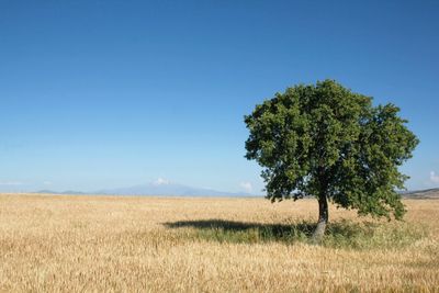 Scenic view of landscape against clear blue sky