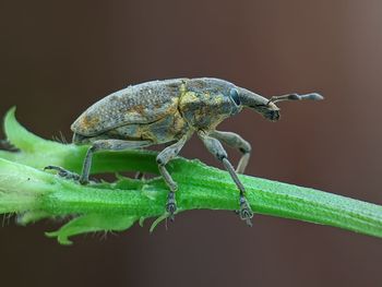 Close-up of insect on leaf