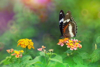 Close-up of butterfly pollinating on flower