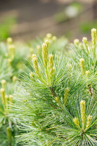 Close-up of pine tree on field