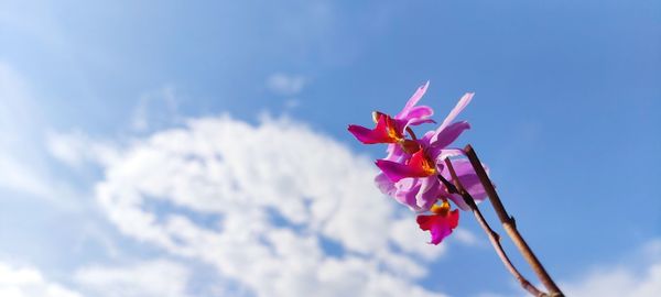 Low angle view of pink flower against blue sky