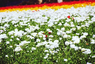 Close-up of flowers blooming outdoors