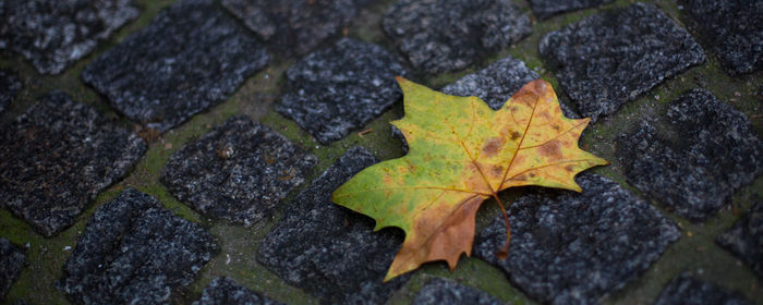 Full frame shot of leaves