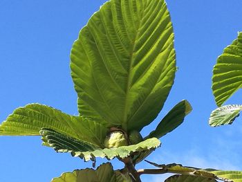 Low angle view of a plant against blue sky