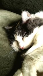 Close-up of cat sleeping