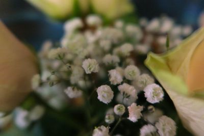 Close-up of pink flowers