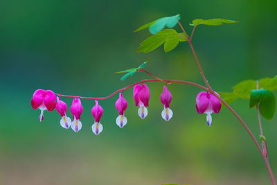 Bleeding heart