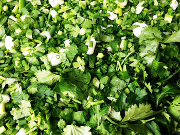 Coriander and spring onion sliced ingredient for cooking food.