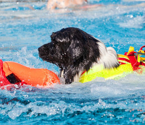 Lifeguard dog, rescue demonstration with the dogs in swimming pool.