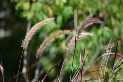 Close-up of plant growing on field