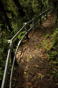 View of bridge in forest