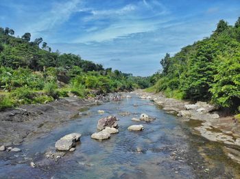 Scenic view of river rocks in forest against sky