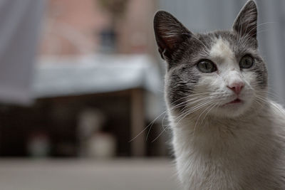 Close-up portrait of a cat