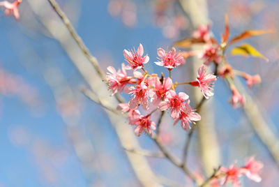 Close-up of pink cherry blossom