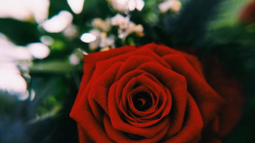 Close-up of rose against blurred background