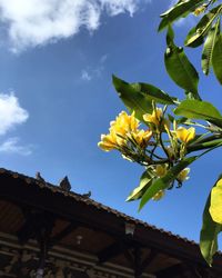 Low angle view of flowering plant against sky