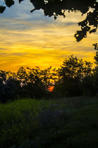 Silhouette trees on field against sky during sunset