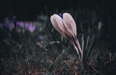 Close-up of purple crocus flowers on field