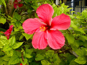 Close-up of pink hibiscus flower