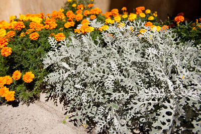 Flowers growing on plant