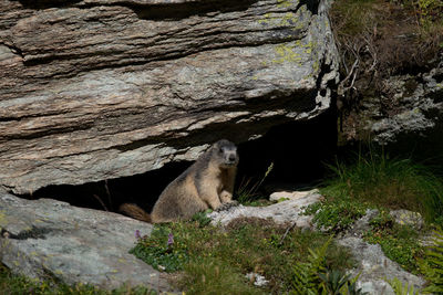 View of cat sitting on rock