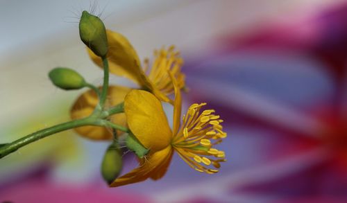 Close-up of yellow flowers