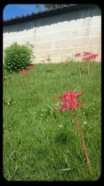 Plants growing on field