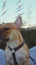 Close-up of dog against clear sky