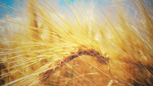 Close-up of grass