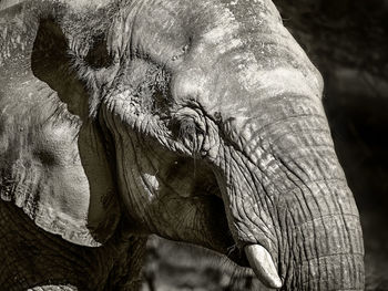 Close-up of elephant