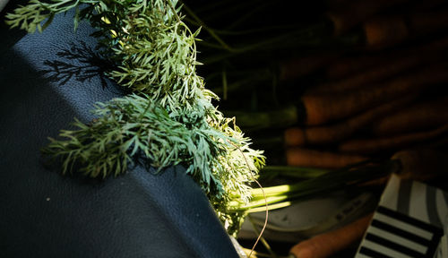 Close-up of vegetable on table