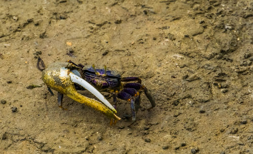 High angle view of crab on beach