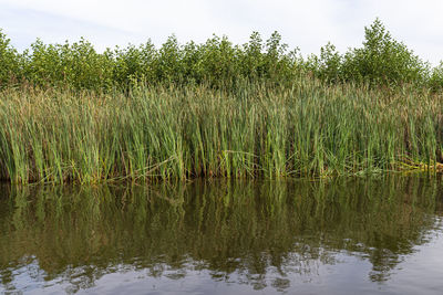 Plants growing on field by lake against sky