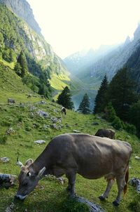 Horse grazing in a field