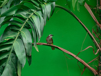 Bird perching on a branch