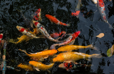 High angle view of koi carps swimming in pond